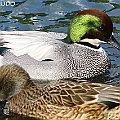 Falcated Ducks male and female at Sakuradamon ヨシガモ<br />Canon EOS 7D MK2 + EF400 F5.6